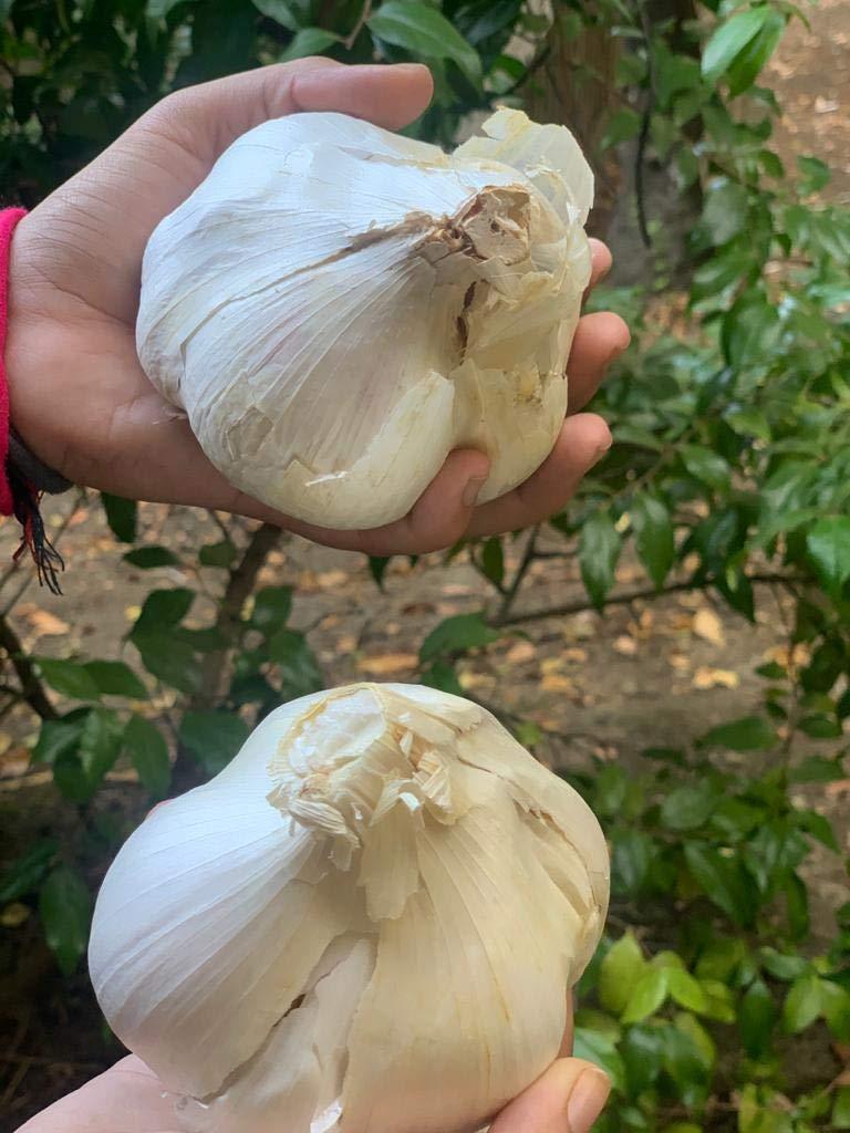 EGC Elephant Garlic organic seeds for Planting Non GMO Milder great Tasting Garlic. Ship from Amazon sell by Effective Trade