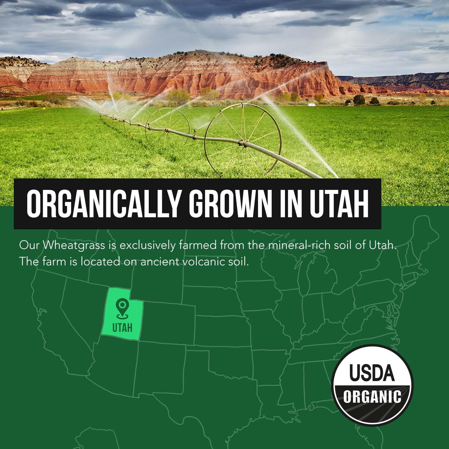 Triquetra Health Organic Wheatgrass Juice Powder - Organically Grown in Volcanic Soil of Utah - Raw & BioActive Form, Cold-Pressed Then CO2 Dried, 20:1 Super Concentrate - Lemon (6.2 oz - 60 Servings)