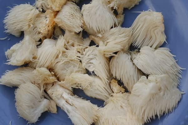 bodi bodi : Mucuna Pruriens Powder | 4oz to 5lb | 100% Pure Natural Hand Crafted (5 lb)