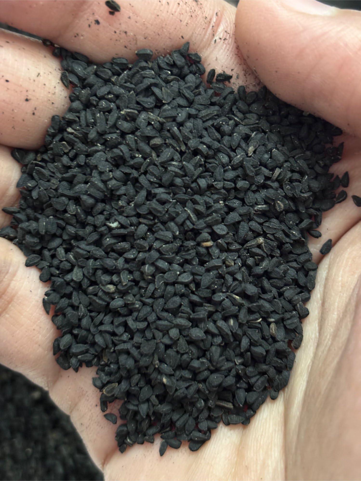 Bague Bague Premium Kalongji Black Cumin Organic Karunjeeragam Kalonji Seeds 100g 3.5 Oz Nigella seeds (3.5, Ounces)