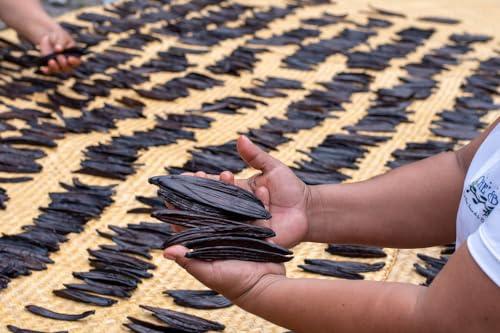 Vanilla Bean Kings 1 oz Guatemalan Vanilla Beans Whole Grade A Vanilla Pods for Homemade Vanilla Extract, Baking, Ice Cream, Flavoring, & Vanilla Powder