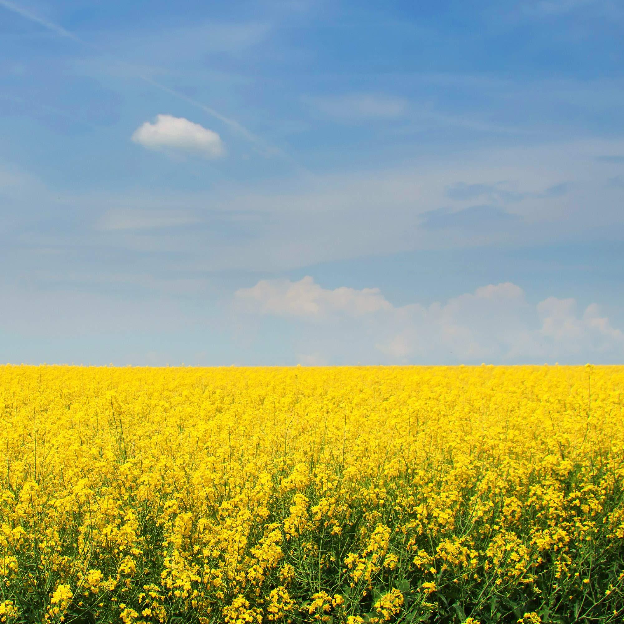 Outsidepride Outsidepride 10000 Seeds Annual Yellow Mustard Herb Garden Seed for Microgreens, Sprouts, & Cooking