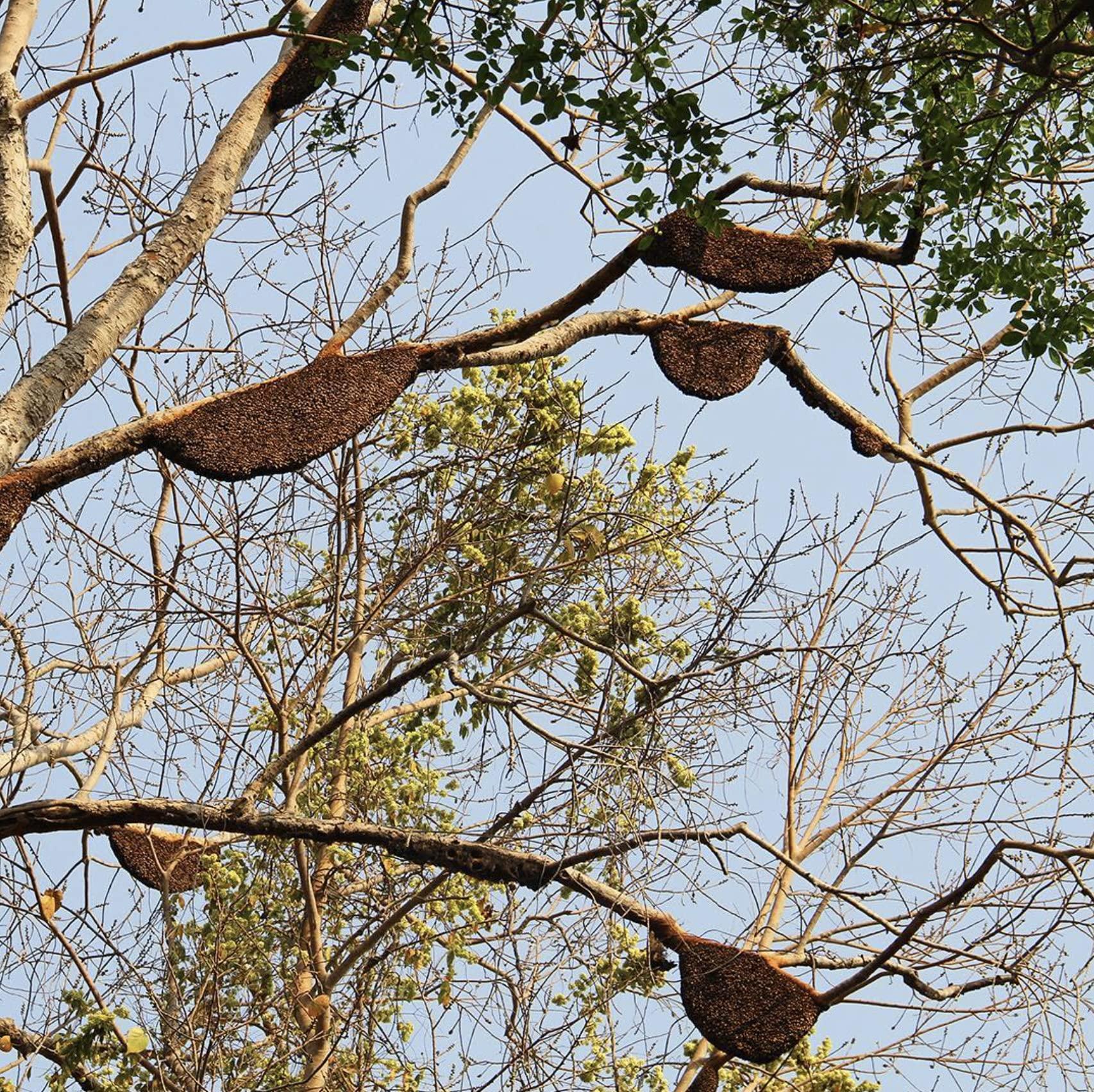 Heavenly Organics Heavenly Organics 100% Organic Raw White Honey 2 Pack - Size 22 OZ/Jar Lightly Filtered to Preserve Vitamins, Minerals and Enzymes; Made from Wild Beehives & Free Range Bees, Dairy, Nut, Gluten Free, Kosher, Chemical , Antibiotic and Glyphosate free