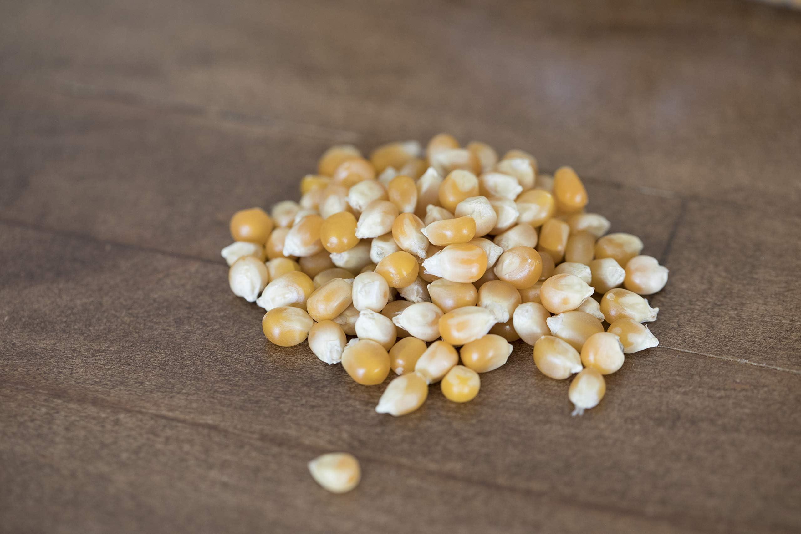 Amish Country Popcorn Amish Country Popcorn | 6 lb Bag | Extra Large Caramel Type Popcorn Kernels | Old Fashioned, Non-GMO and Gluten Free (Extra Large Caramel - 6 lb Bag)