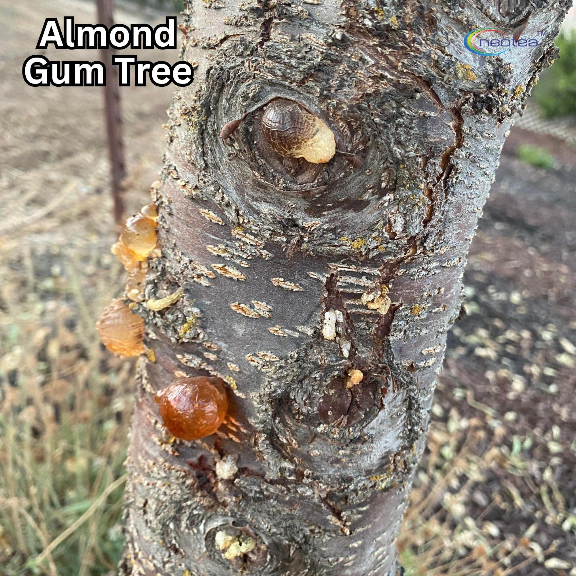 neotea Neotea Almond Gum Badam Pisin Badam Gum | Gond Katira (Ayurvedic Katira) Organic, Katira Gond Indian Gum, Gond Katira Pure Organic, Edible Gum, All Natural, Salt-Free | Vegan | No Colors | Gluten Friendly | NON-GMO-100% Natural 100 GM (3.52 OZ)