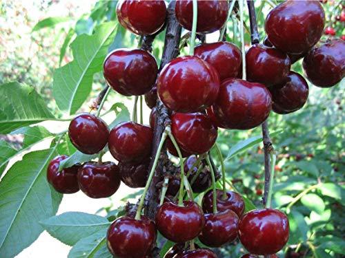 Food to Live Organic Dried Tart Cherries, 5 Pounds — Lightly Sweetened, Pitted, Non-GMO, Kosher, Unsulfured, Sour, Bulk