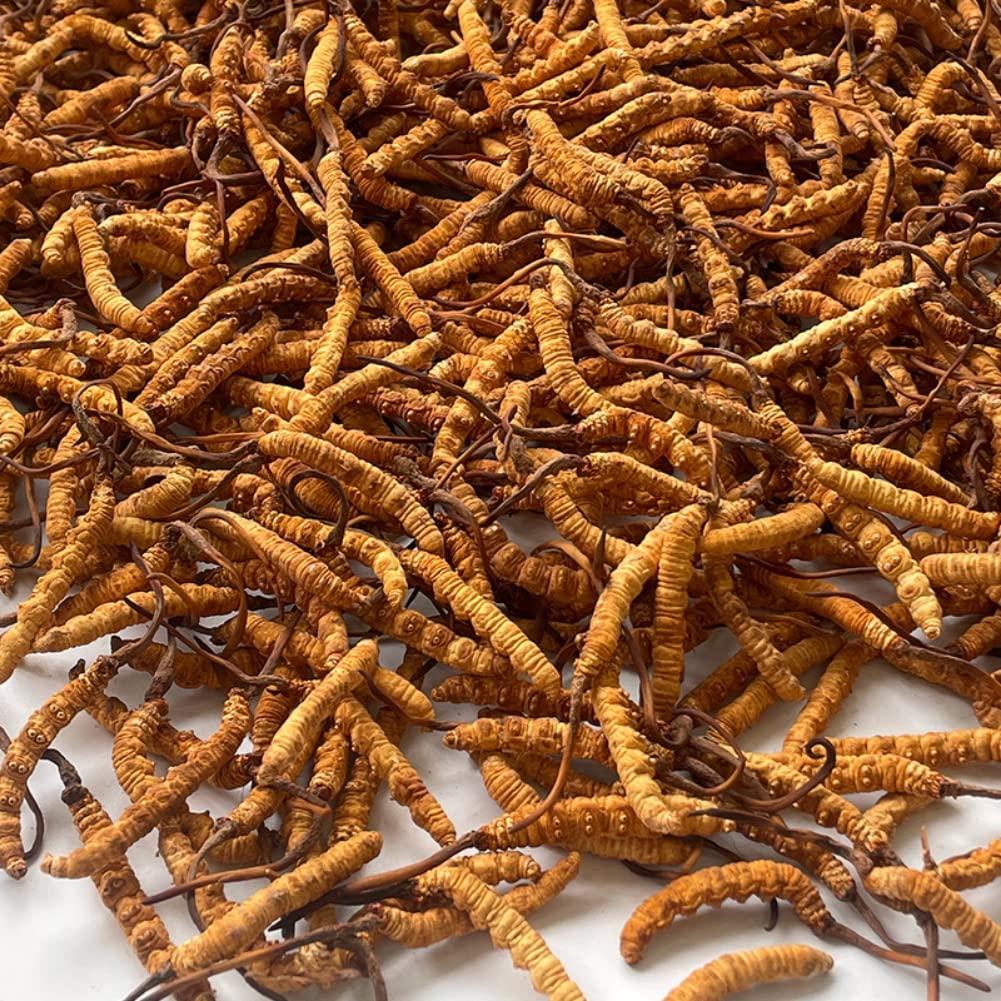 Generic 10 Gram 100% Wild Himalayan Cordyceps Sinensis Chinese Caterpillar Fungus Cordyceps Sinensis Wild Cordyceps,Dong Chong Xia Cao,Memory Support Immune Support,Natural Organic Herbal Supplements.