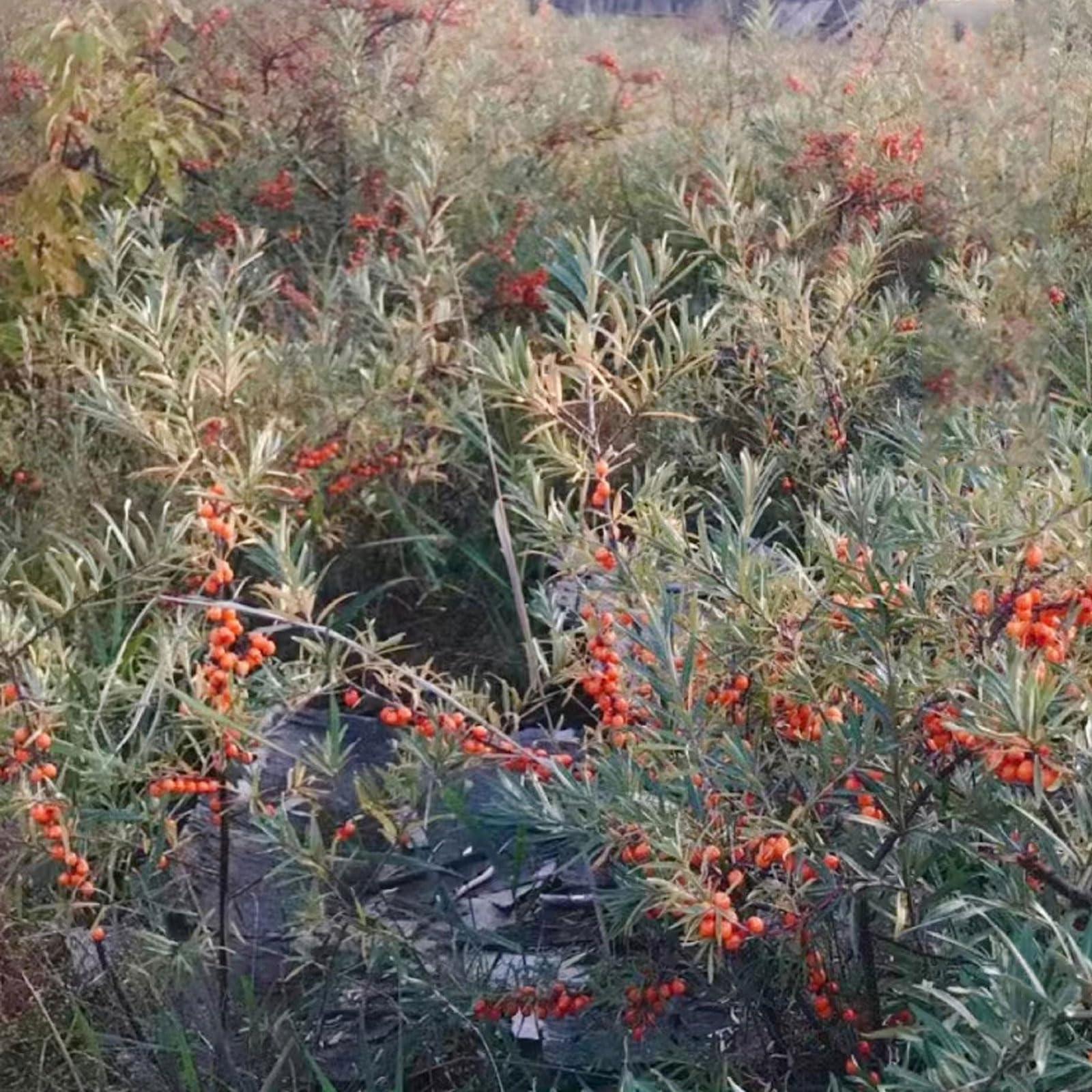 TEAERPKLAE Sea Buckthorn Dried Berries 7.05oz/200g,Sea buckthorn fruit is used for snacks, salads, baked goods, milkshakes, tea, etc