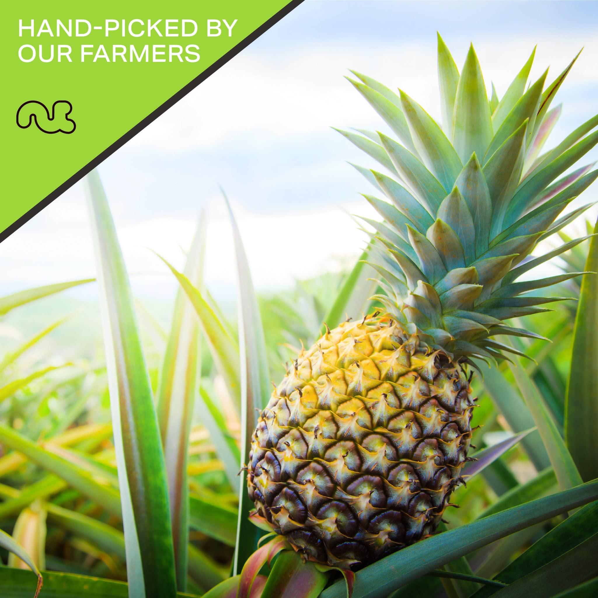 Nut Cravings NUT CRAVINGS Dry Fruits - Sun Dried Pineapple Chunks, with Sugar Added (16oz - 1 LB) Packed Fresh in Resealable Bag - Sweet Snack, Healthy Food, Naturally Grown, Vegan, Kosher Certified