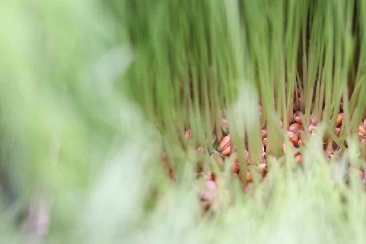 Grass On the Go Wheatgrass Shots (60 Shots)