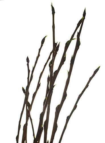 Health Embassy Health-Embassy White Poplar Buds | Populus Alba L | 100% Natural (50g)