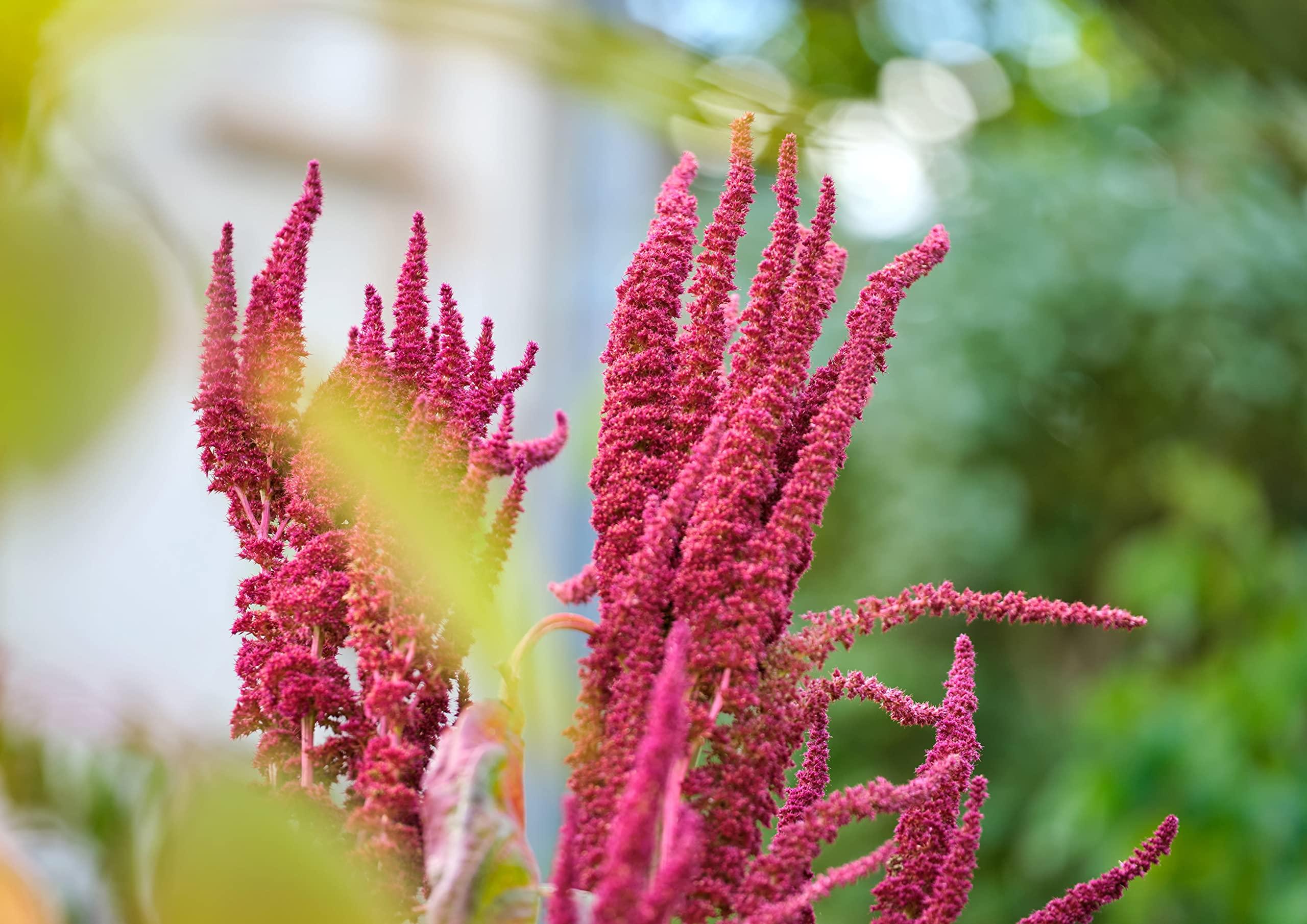 Food to Live Food to Live Amaranth Flakes, 1 Pound Flaked Whole Amaranth Seeds, Vegan. Natural Thickener. Good Source of Protein. Great Alternative to Oatmeal. Perfect Base for Granola, Breakfast Cereal