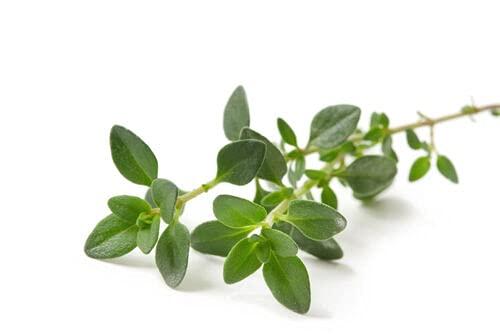 Nature Tea Nature Tea Thyme Leaf Tea - Thymus vulgaris Loose Leaf (4oz)