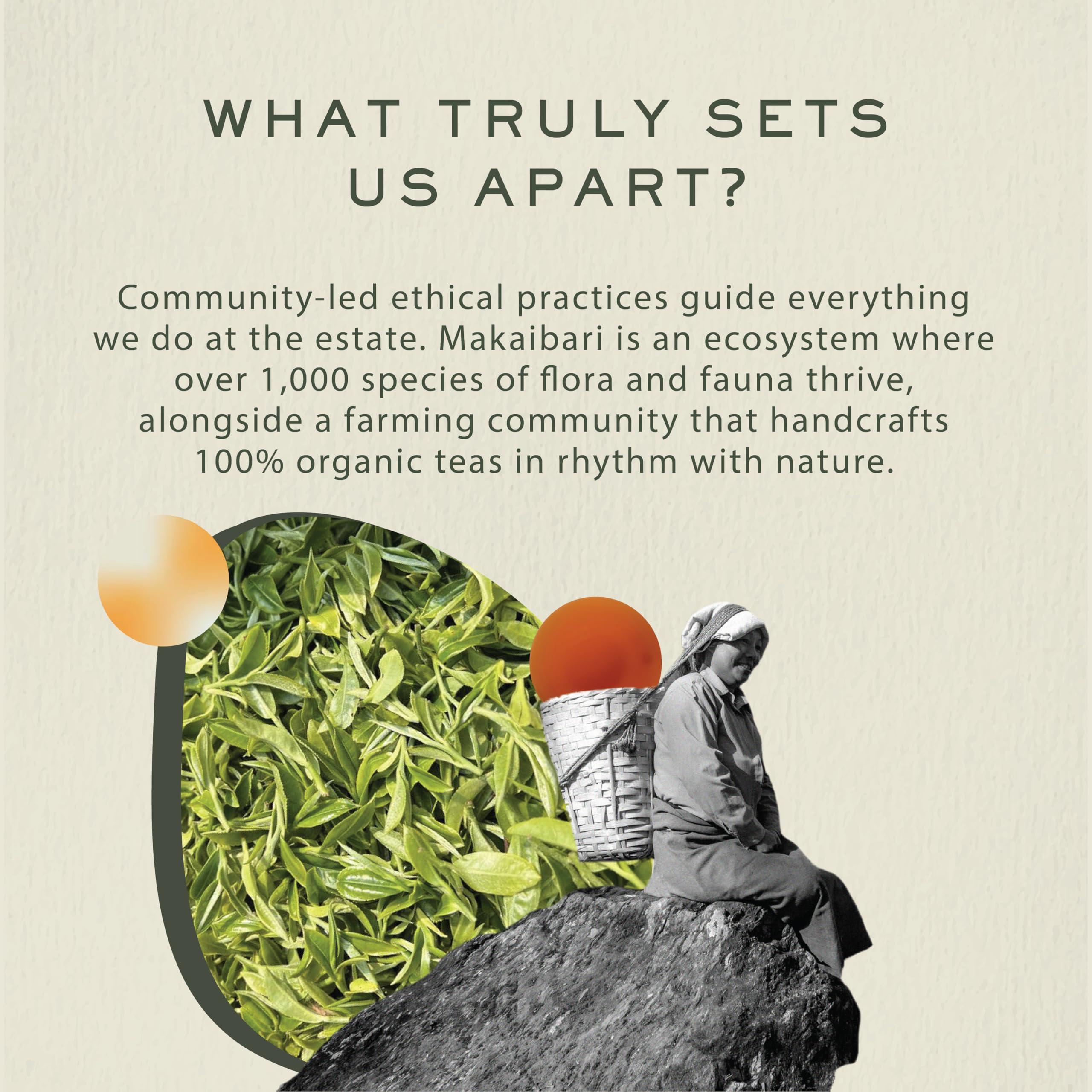 Makaibari Spring Time Bloom | Tin Caddy 100 gm | First Flush black Tea