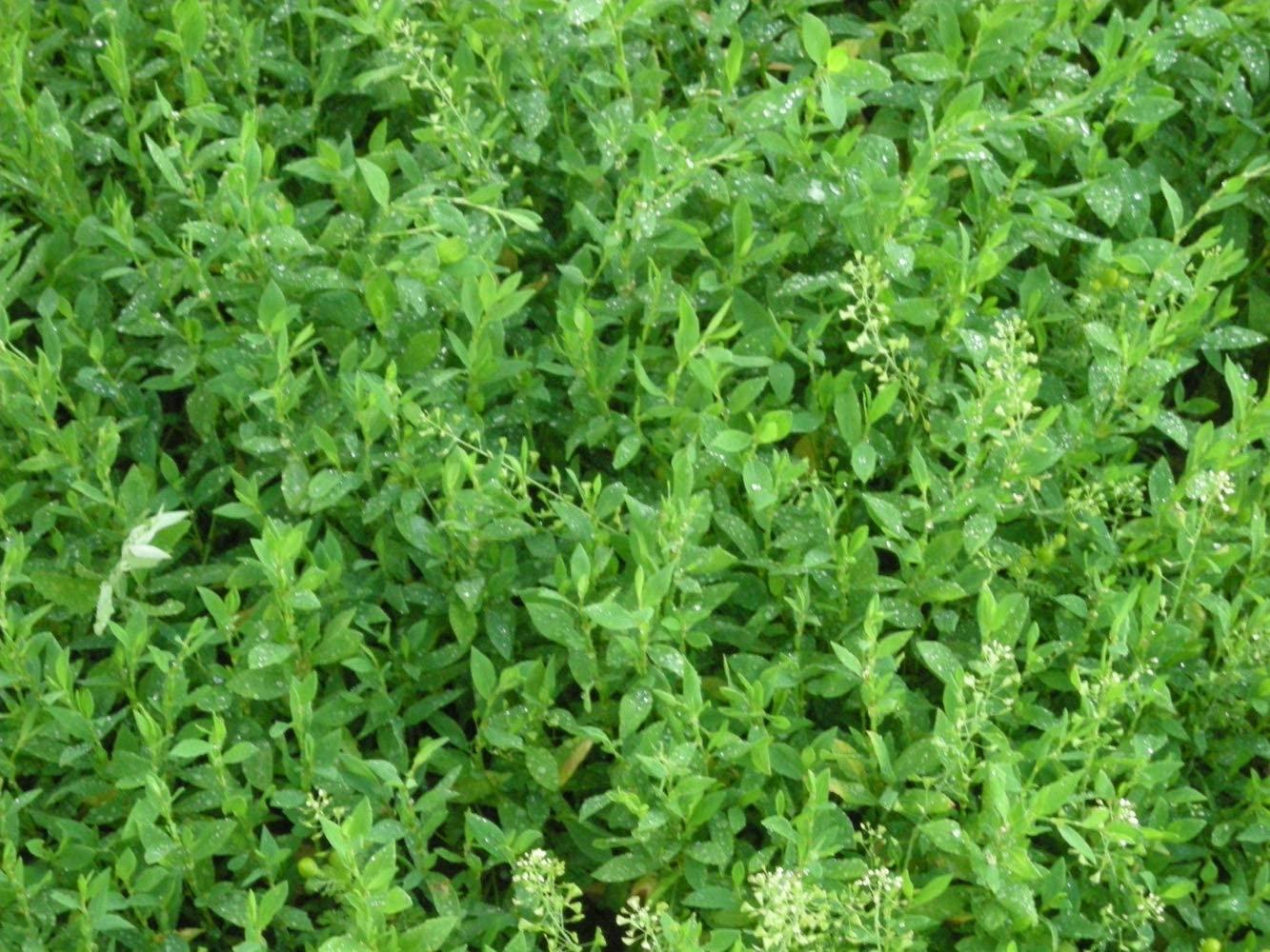 Health Embassy Health Embassy Knotgrass Herb | Polygonum Aviculare L | 100% Natural (100g)