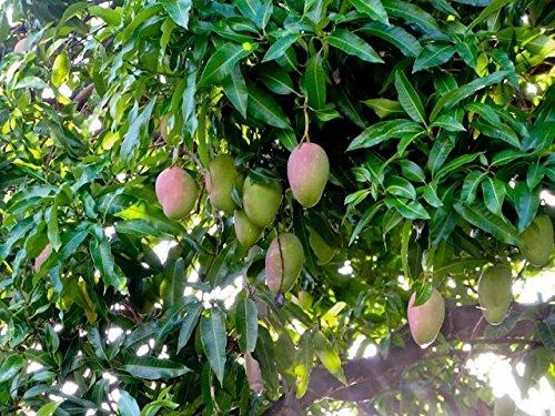 Greenhilltea Mango Iced Tea,Ceylon Black Tea with natural flavours used as welcoming beverage – 8 Oz Bag