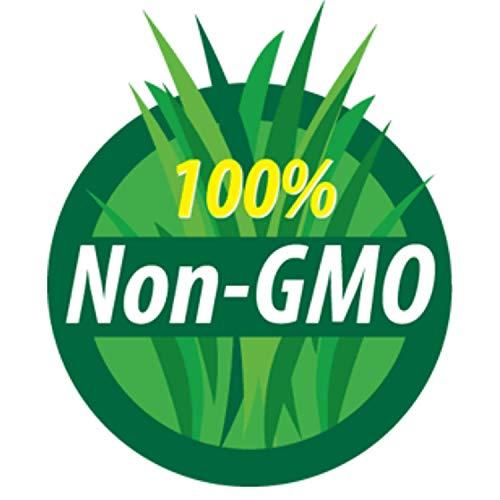 Handy Pantry Organic Dried Green Lentil Sprouting Seed: 8 Oz - Dry Lentils for Planting Garden Seeds, Soup, Cooking or Sprout Salad, Sprouts