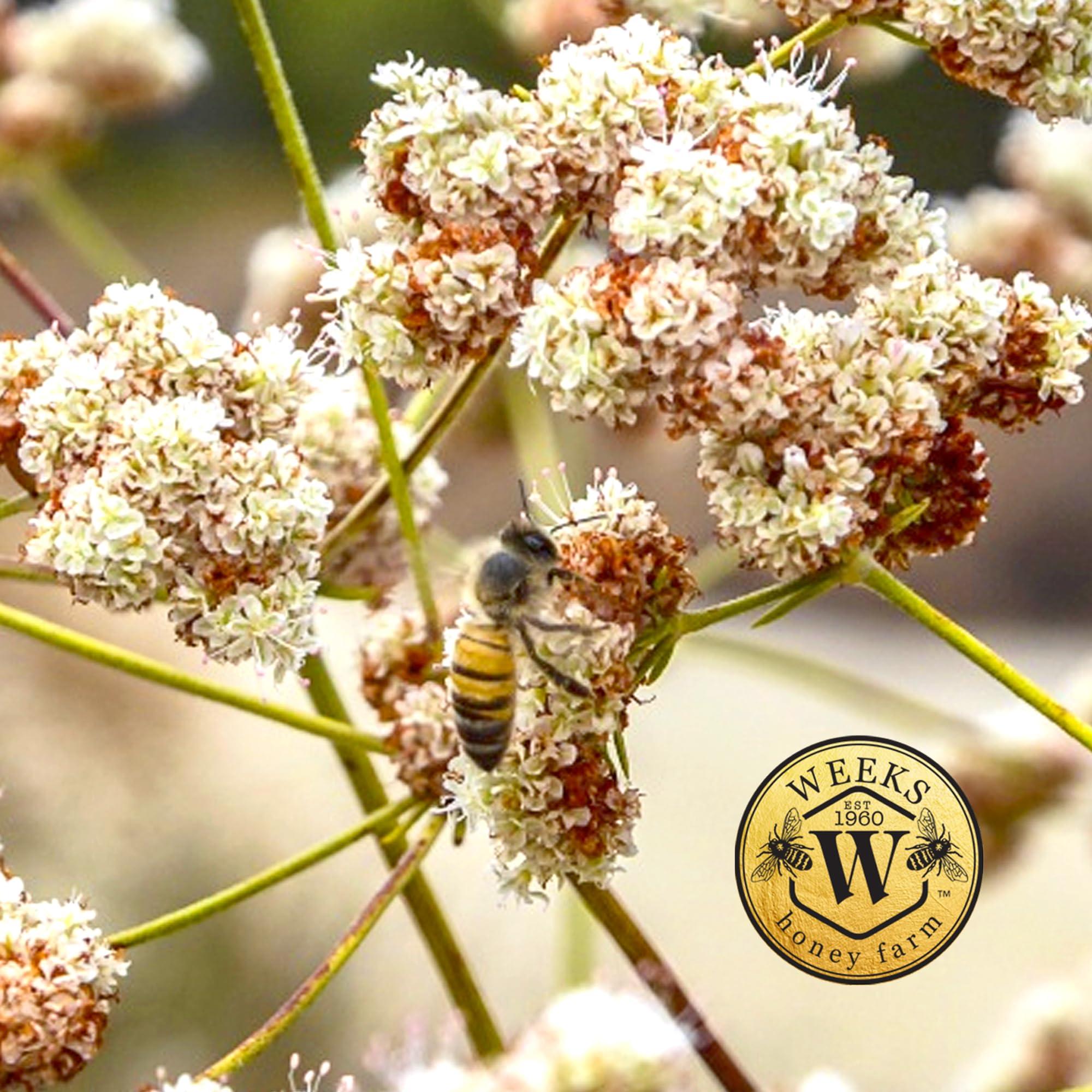 WEEKS HONEY WEEKS HONEY Buckwheat Honey, 16 OZ