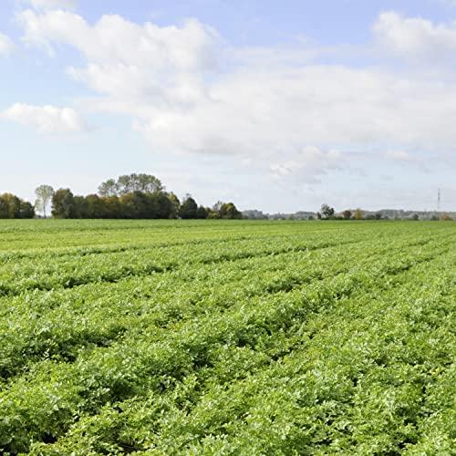 Knorr Knorr Rice Sides For a Tasty Rice Side Dish Chicken Broccoli with Long Grain Rice and Vermicelli Pasta No Artificial Flavors, No Preservatives, No Added MSG, 5.5 Oz, Pack of 12