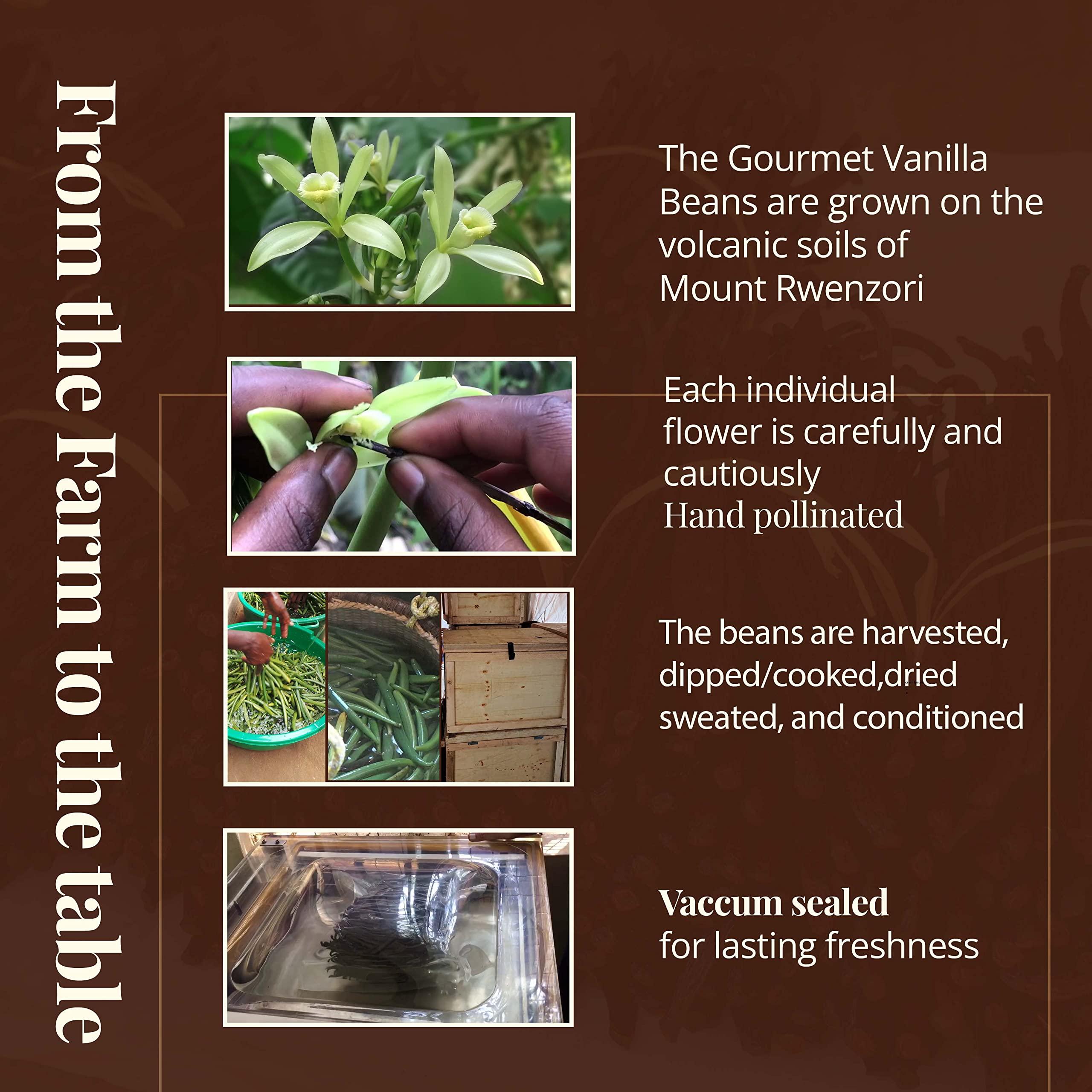 Akshit 5 Lb. Bulk Vanilla Beans Grade A, Whole Vanilla Bean Pods For Restaurants and Home Baking, Natural Vanilla Beans for Making Vanilla Extract