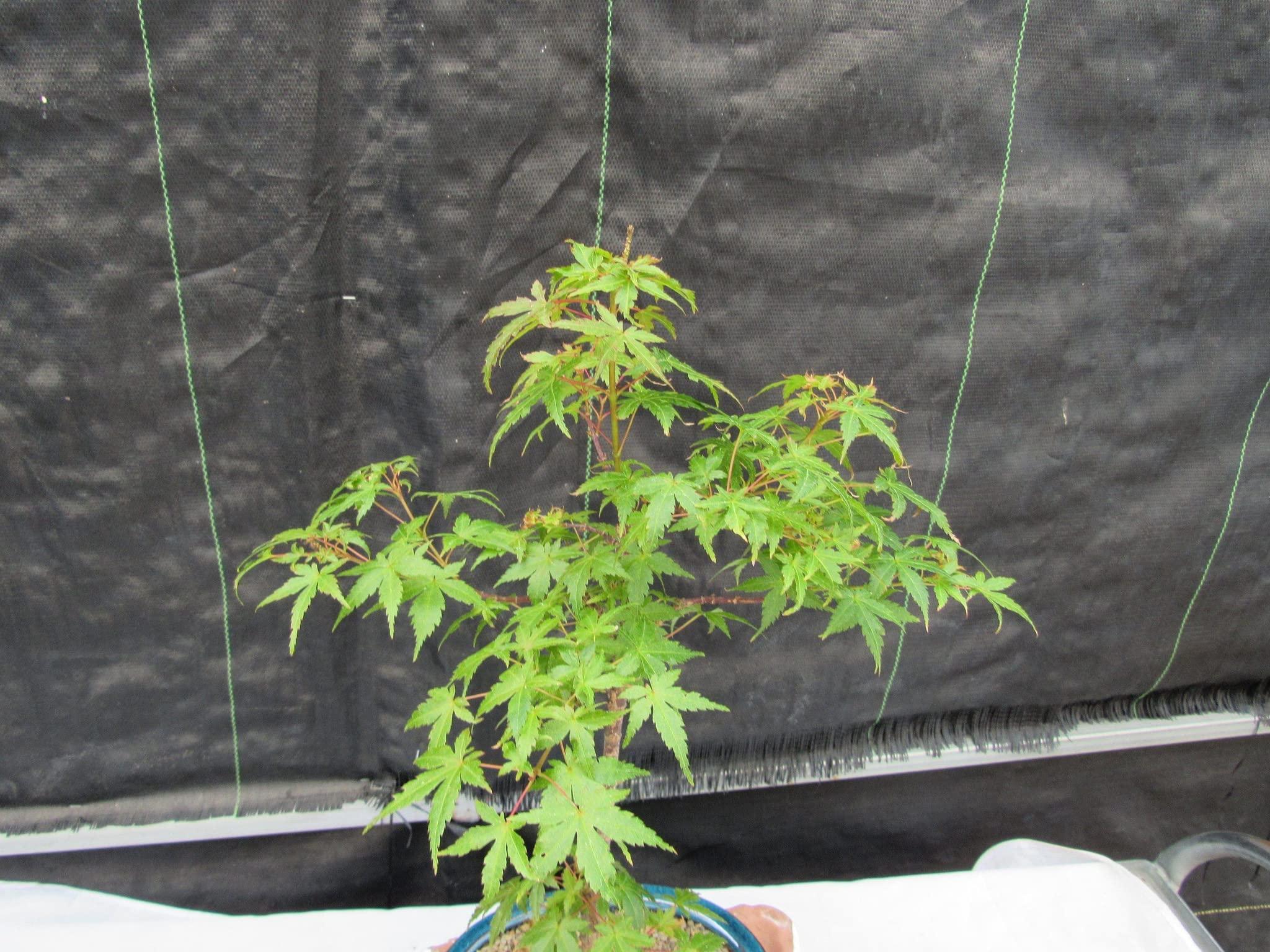 LOVE MY BONSAI Dwarf Green Japanese Maple Bonsai Tree