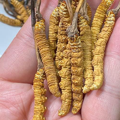 Generic Cordyceps Sinensis,100% Wild Cordyceps,Whole Himalyan Cordyceps Sinensis Mushroom 100% Dong Chong Xia Cao Chinese Caterpillar Fungus,winterworm Summerherb 5g