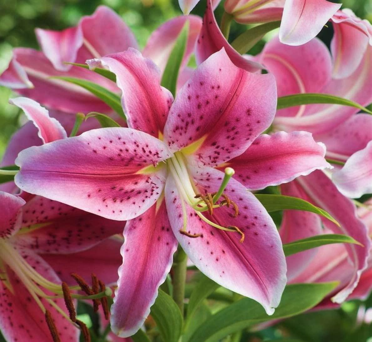 Stargazer Lilies (10) Stargazer Lilies, Large Flowering Bulbs, Fragrant & Beautiful Flowers