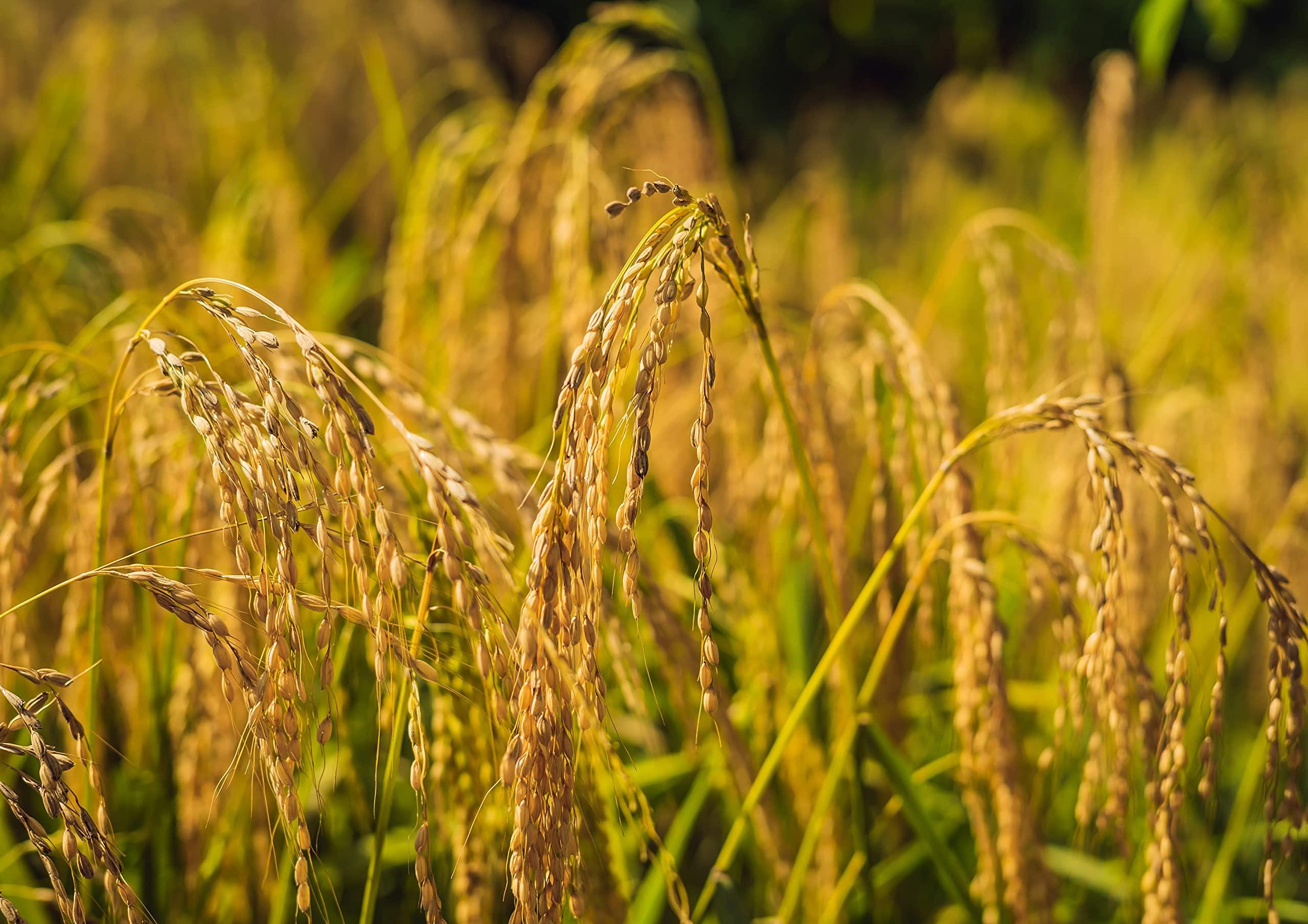 Food to Live Food to Live - Organic Brown Basmati Rice, 10 Pounds - Non-GMO, Whole Grain, Long-Grain Rice Variety, Fragrant, Kosher, Vegan, Bulk. Less Starch Content. High in Dietary Fiber