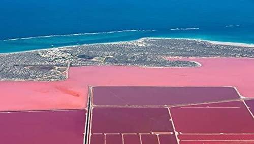 WonderLand Herbs Dunaliella Salina Extract Powder 1KG (1000 Grams), 20% Beta-Carotene. 100% Pure DUNALIELLA Organic.