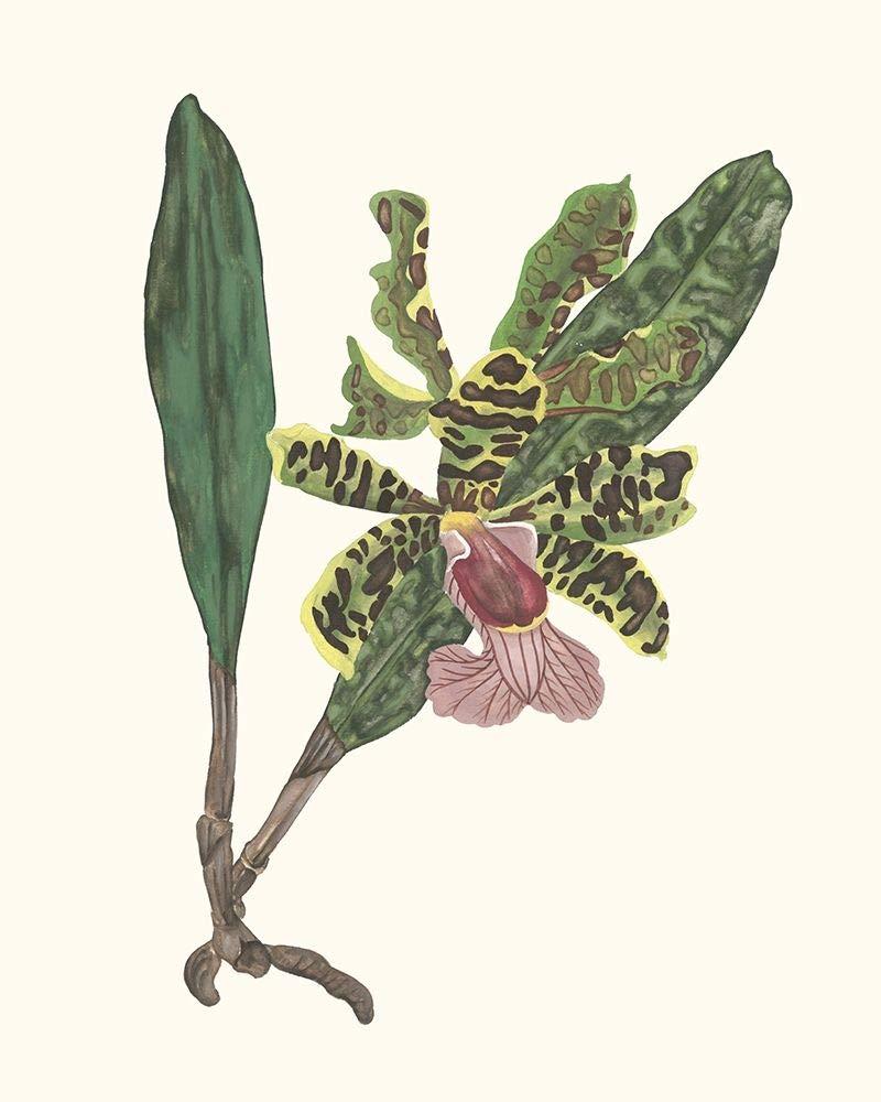 Posterazzi Orchid Display II Poster Print - Melissa Wang (18 x 24)