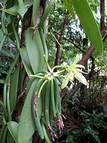 Royal Brand Pure Vanilla Extract / Pure / No Sugar / Sugar free / Glass for Better Quality / 110 ml / 3.74 fl. oz