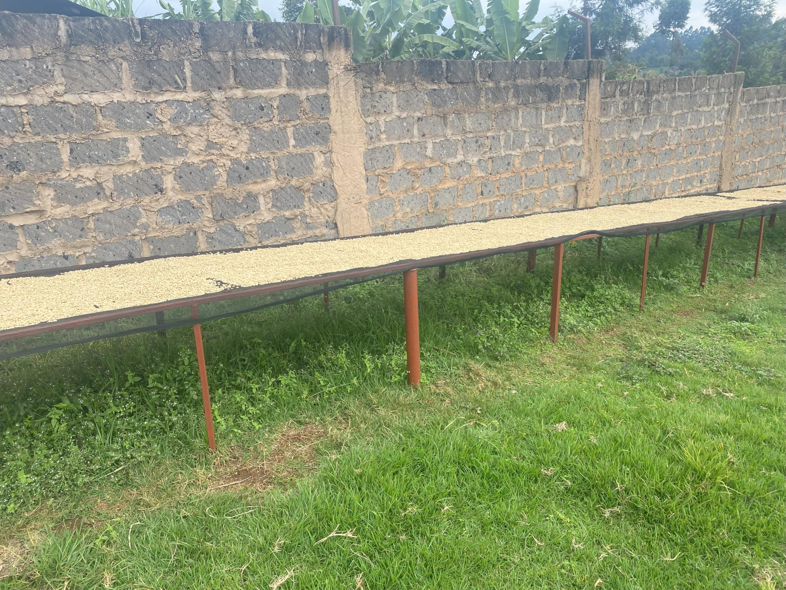 Bahati Coffee Kenya AB Grade Unroasted Green Arabica Coffee Beans from Great Rift Valley - 100% Pure Arabica Coffee Beans With Optimal Flavor Freshness - Handpicked, Washed & Sun Dried - 3 LB