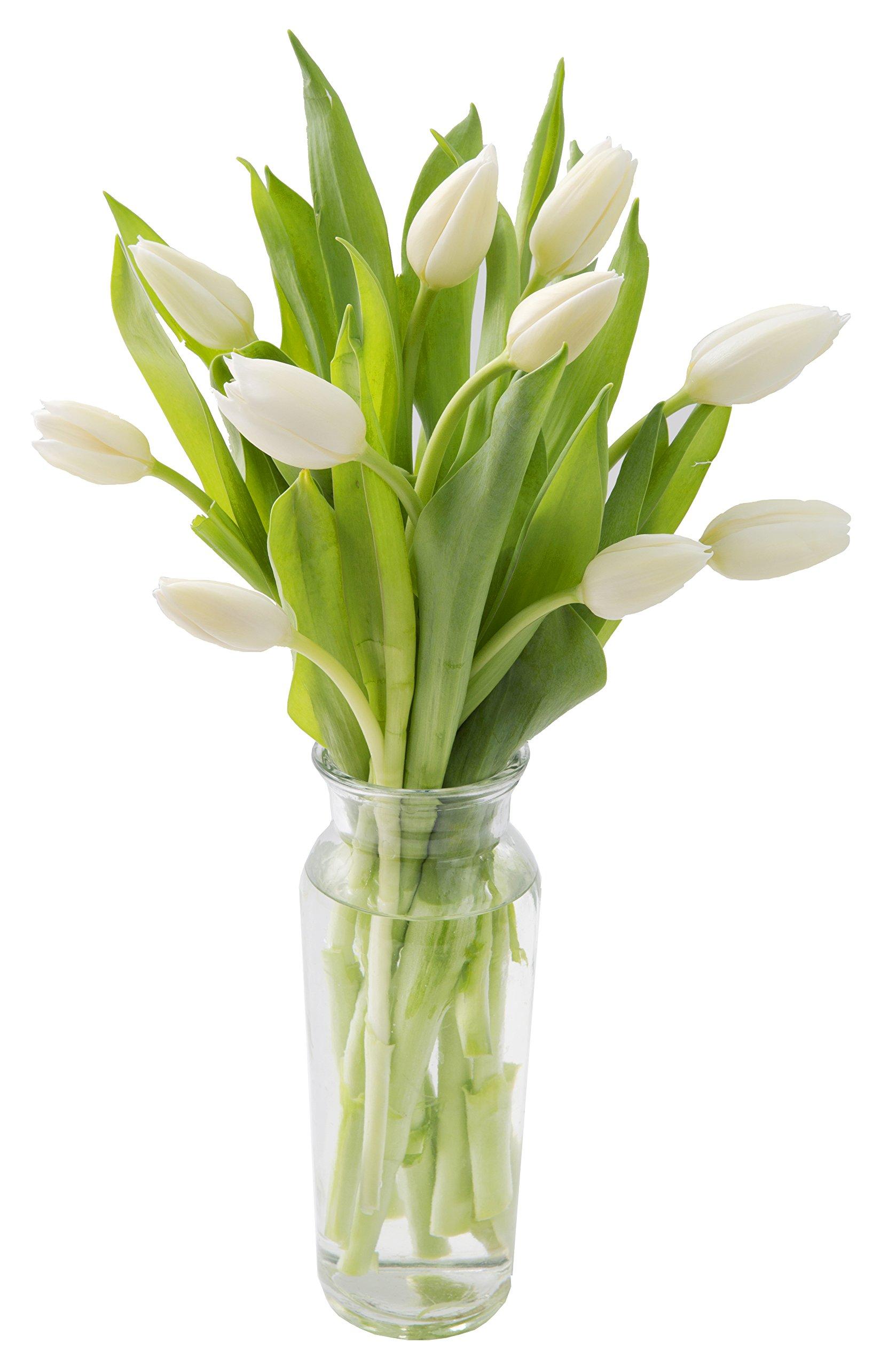 Addictive Wellness Addictive Wellness Gynostemma Leaf Extract Powder - Pure & Potent Jiaogulan Adaptogen for Energy, 1 Packet