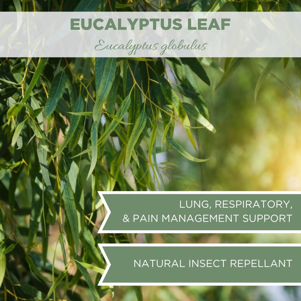 ELANEN naturals Organic Eucalyptus Leaf Tea 1 lb. (16 oz.), USDA Organic Eucalyptus Tea, Eucalipto Hojas Naturales, Eucalipto Leaves, Te De Eucalipto, Eaucalyptus, Calyptus, Cut & Sifted
