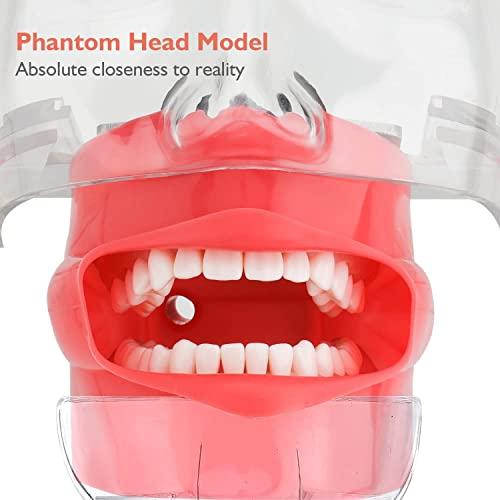 faruijie faruijie Dental Simulator Mannequin Head - Typodont Teeth Model Phantom Head Training Manikin with Bench Mount Fixed on Desk for Dental Schools Education Practical Demonstration