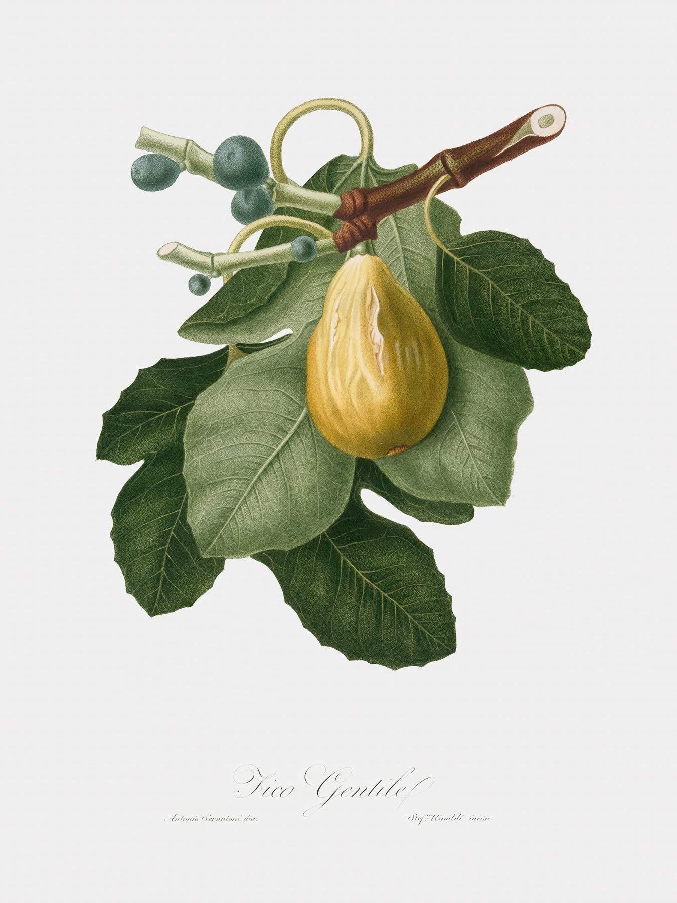 SpecialTea Company Special Tea Golden Monkey Superior Organic Black Tea, Loose Leaf, 3 Ounce