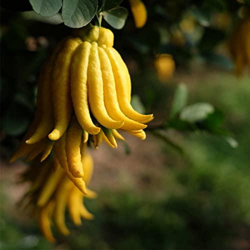 SPFLAUFR Bergamot silk Dried bergamot Bergamot silk Dried bergamot(1.76oz) 50g