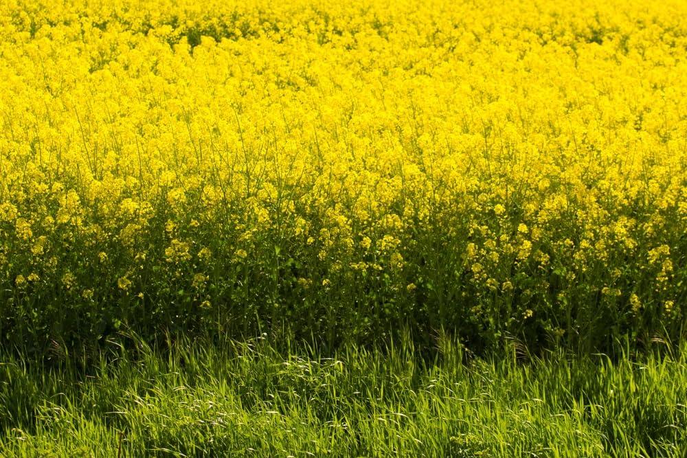 CZ Grain Yellow Mustard Seeds for Planting - Grow Mustard Herb Plants (10 Pounds)