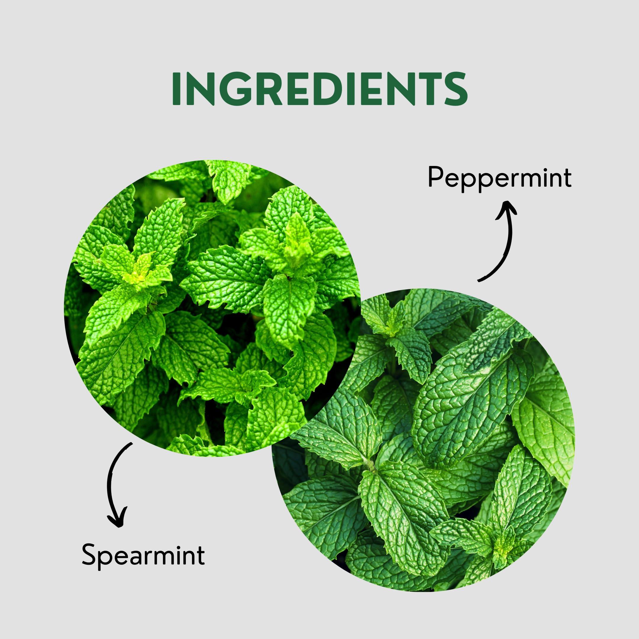 Tea Leaf & Co. Tea Leaf & Co. Pure Mint Herbal Tea Bags, Peppermint & Spearmint, Loose leaf 100 Pyramid Teabags, Blended with Fresh Ingredients, Natural Herbal Tea, Gluten Free