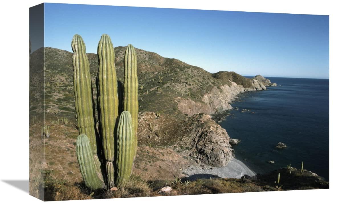 Generic 12 x 18 in. Giant Cardon Cactus, Santa Catalina Island, Sea of Cortez, Baja California, Mexico Art Print - Tui De Roy