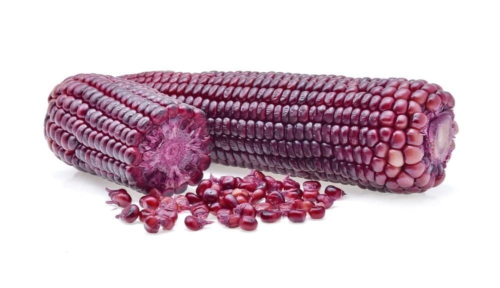 CZ Grain Purple Popcorn Corn Seeds - 50 Seeds for Planting - Prized for Popcorn, Corn Meal Flour, and its Beautiful Colored Leaves - Organic and Rare