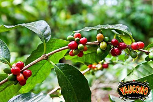 Yaucono Yaucono Instant Coffee 8 Ounce Jar (1 Pack)