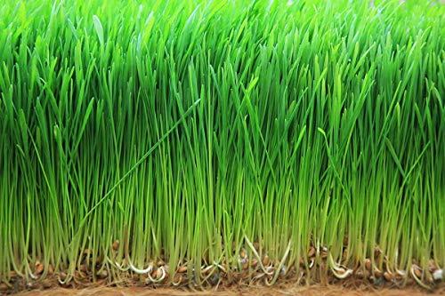 Food to Live Food to Live Organic Wheatgrass Powder, 4 Ounces — Non-GMO, Whole-Leaf, Raw, Non-Irradiated, Pure, Vegan Superfood, Bulk, Great for Juice, Rich in Fiber, Chlorophyll, Fatty Acids and Minerals