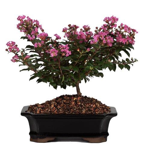 Brussel\'s Bonsai Brussel\'s DT9049DCM Crepe Myrtle Bonsai