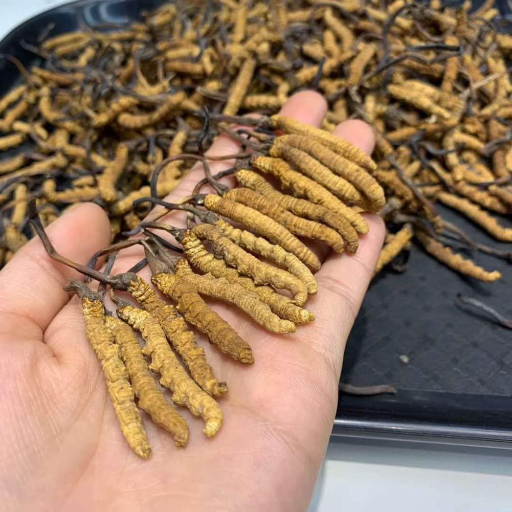 Generic Wild Himalayan Cordyceps Sinensis 5 Grams Chinese Caterpillar Fungus Dong Chong Xia Cao Cordyceps Sinensis Wild Cordyceps.