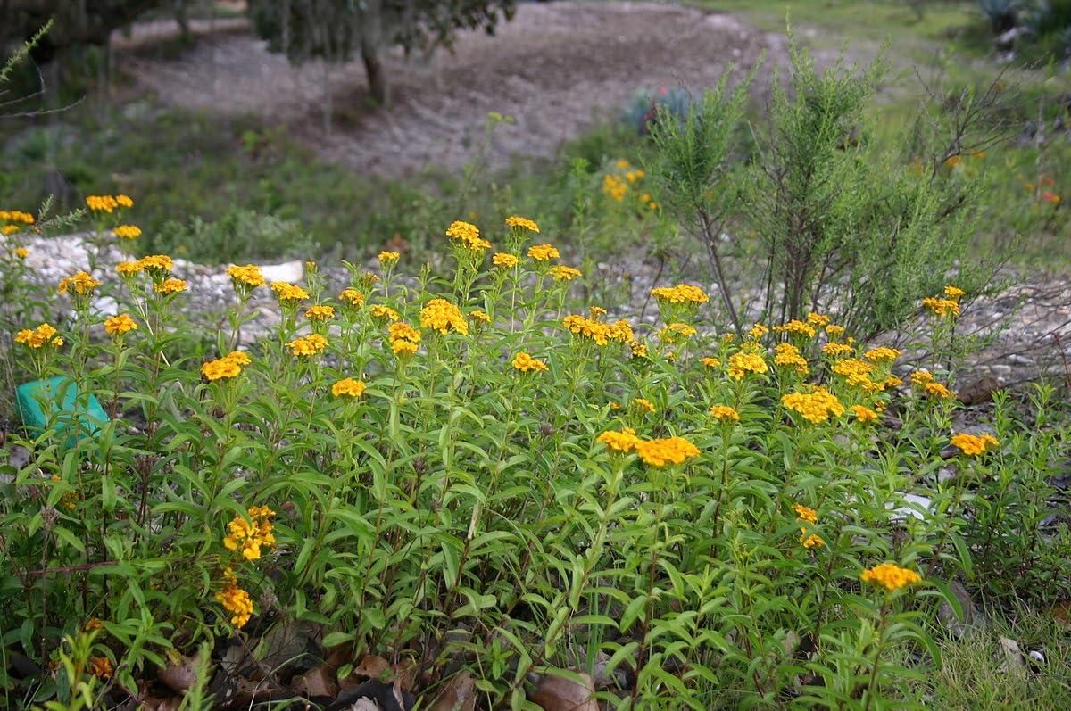GREEN ROYALTY Pericon (Yerbanis) Herbal Tea 4 oz (114gr), Resealable Bag 100% All Natural Fresh Tea