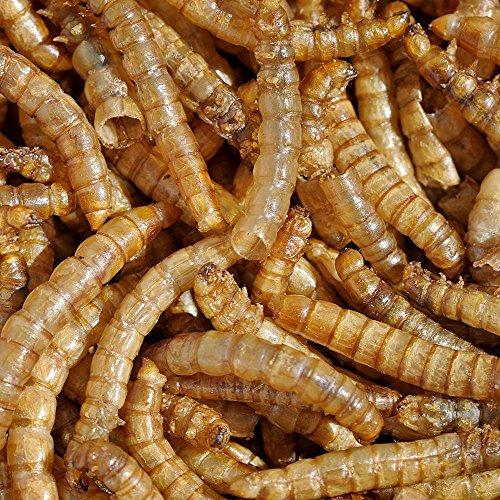 Mealworms by the Pound MBTP Bulk Dried Mealworms - Treats for Chickens & Wild Birds (2 Lbs)