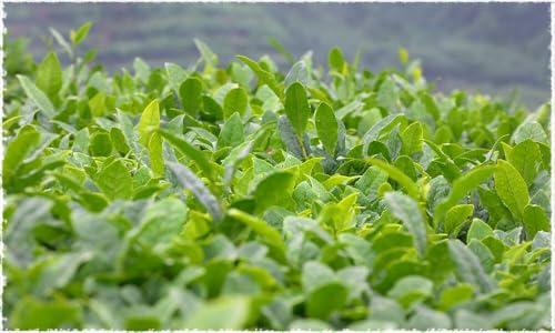 Rishi Tea Rishi Tea London Fog Latte, Organic Black Tea Concentrate with Bergamot, Easy-to-Serve Hot or Iced Earl Grey Tea Mix - 32 fl oz Carton, 8 Servings (Pack of 3)