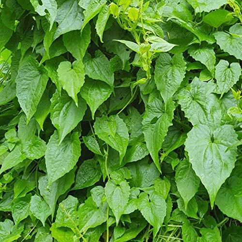 Jahno Herbs Jamaican Guaco Mikania (Wildcrafted, Air-Dried, Alkaline Herb)