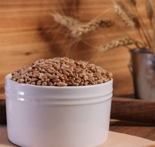 BENCH VIEW FARMS Organic Hard Red Wheat Berries - 24lbs